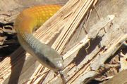 Common Tree Snake (Dendrelaphis punctulata)
